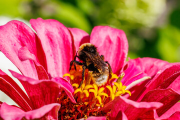Bumblebee gathering nectar on bright pink zinnia flower close-up, macro photography © glebantiy