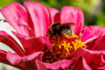 Bumblebee gathering nectar on bright pink zinnia flower close-up, macro photography © glebantiy