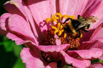 Bumblebee gathering nectar on bright pink zinnia flower close-up, macro photography © glebantiy