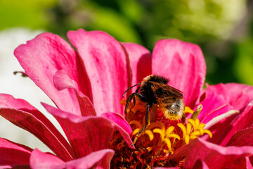 Bumblebee gathering nectar on bright pink zinnia flower close-up, macro photography © glebantiy