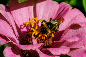 Bumblebee gathering nectar on bright pink zinnia flower close-up, macro photography © glebantiy