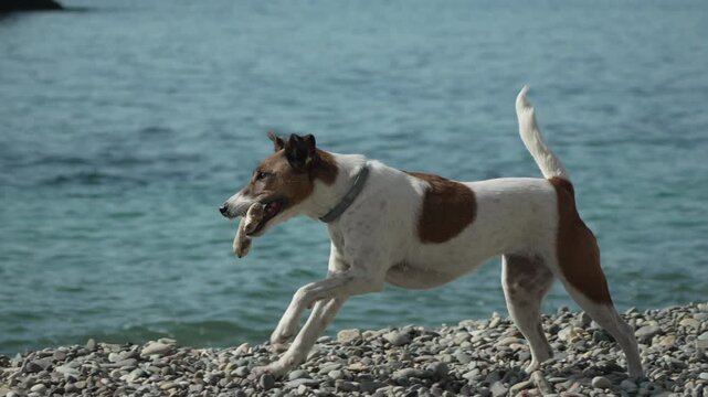 Dog beach driftwood smooth fox terrier running along a pebble shoreline with a large stick in its mouth during summer
