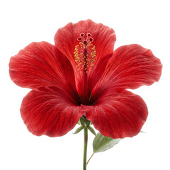 Vibrant red hibiscus flower in full bloom isolated © PEE PHIBAN
