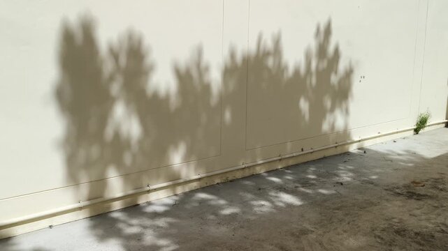 The dark silhouette of a Orchid tree (Bauhinia) is cast against the cream-colored wall of the building; its branches sway gently in the breeze at sunrise.