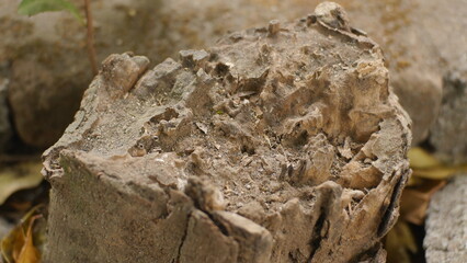 Obraz premium Close-Up of Weathered Tree Stump with Natural Wood Texture