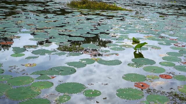 Louisiana, USA. Floating leaves of lotus (Nelumbo spp.) or water lilies (family Nymphaeaceae) covering the surface of a freshwater pond.