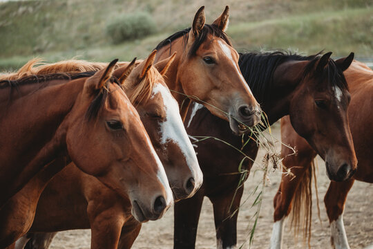 Close-up side view of a Row of five brown horses standing outdoors eating grass, British Columbia, Canada