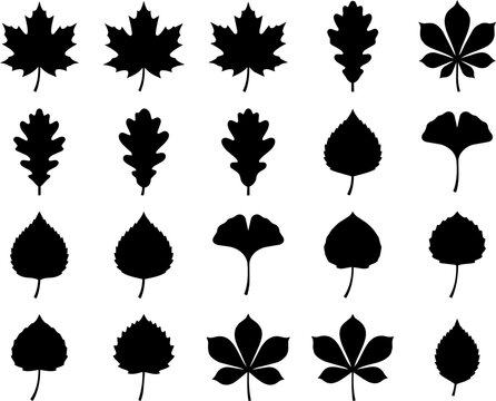 Autumn Leaves Black Silhouette Vector Icon Set for Fall Design