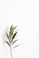 Green olive branch on white background © senteliaolga