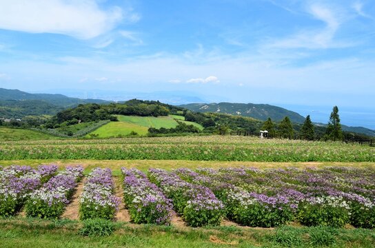 あわじ花さじき ペチュニア・クレオメ