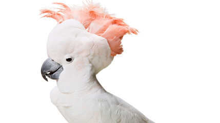 White cockatoo with pink crest feathers © Natalia