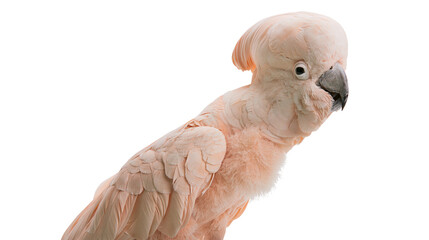 Salmon-crested cockatoo with fluffy feathers and crest © Natalia