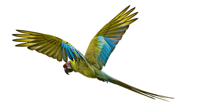 Great Green Macaw parrot flying with wings spread