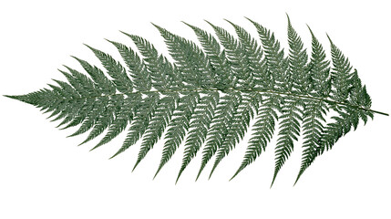 Green fern frond with delicate serrated leaves © Natalia