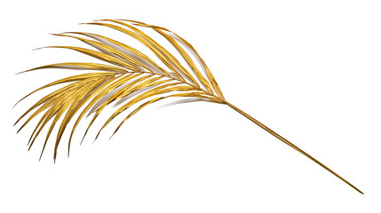 Golden palm leaf frond with thin delicate blades © Natalia
