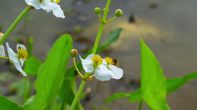 Broadleaf Arrowhead (Sagittaria latifolia), commonly known as duck potato or wapato.