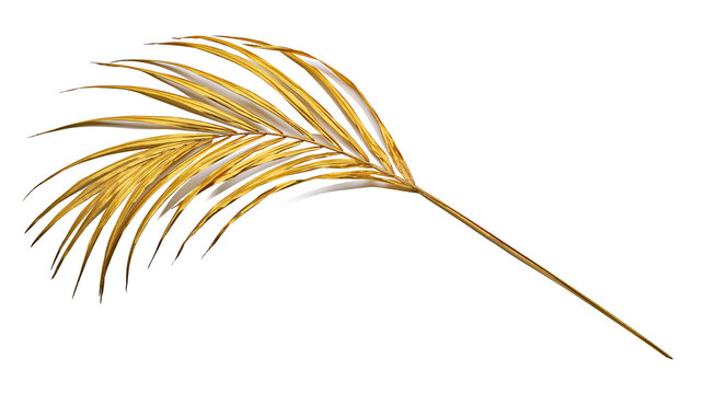 Golden palm leaf frond with thin delicate blades