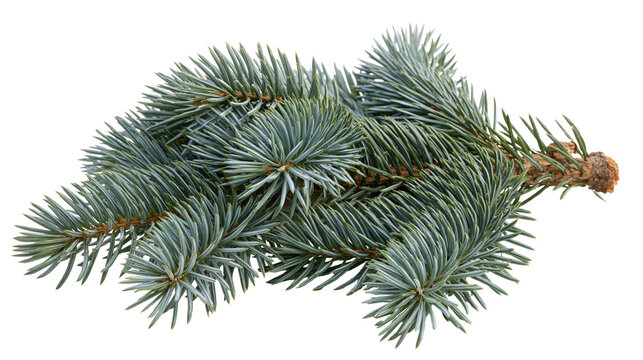 Blue spruce tree branch with needles