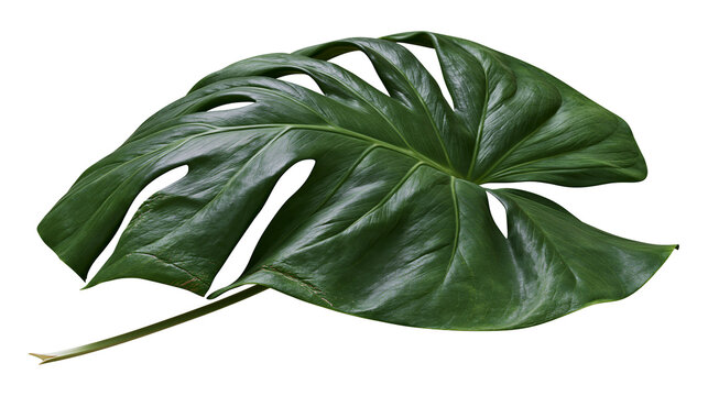 Large green monstera deliciosa leaf with fenestrations