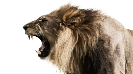 Lion roaring with open mouth and sharp teeth © Natalia