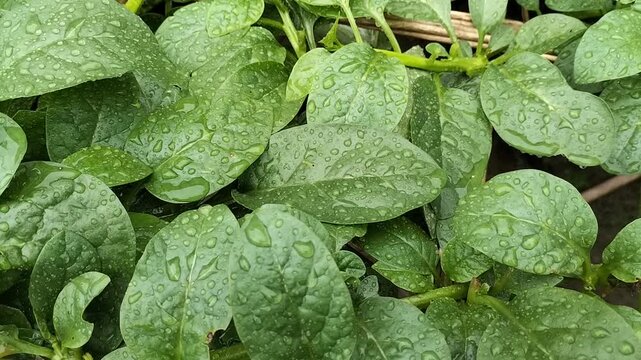 Fresh spinach vegetables video footage, healthy nutritional food 
