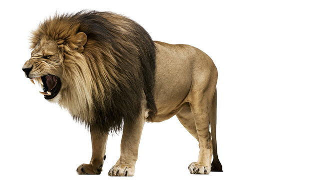 Lion roaring with open mouth and sharp teeth, full body view