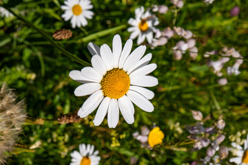 Fototapeta premium Close-up of vibrant white oxeye daisy flower blooming in lush green meadow on sunny day.