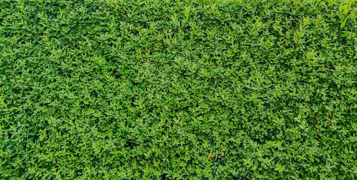 Lush green bush hedge texture background with natural vibrant leaves pattern