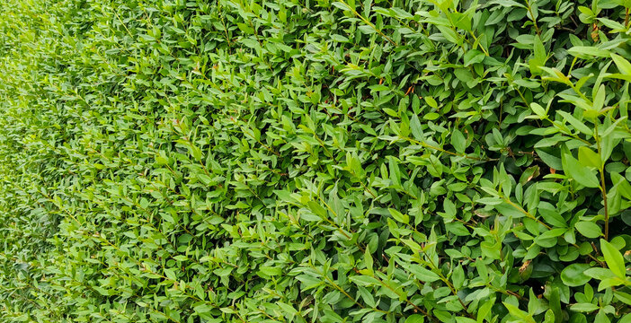 Lush green bush hedge texture background with natural vibrant leaves pattern