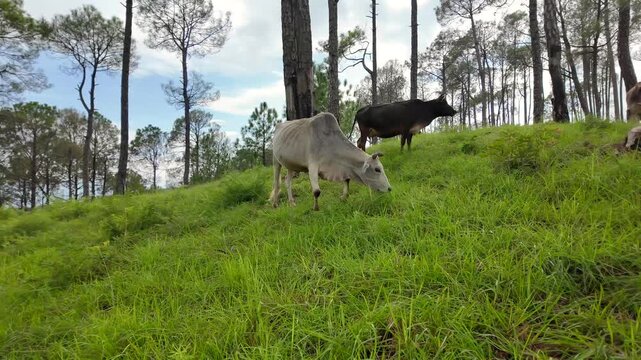 Cattle Grazing On Lush Green Slope In Himalayan Pine Forest