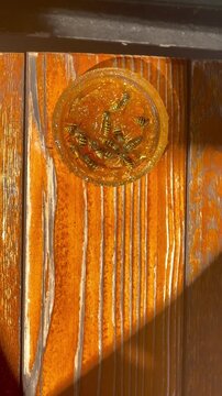 Multiple European wasps feed on sweet orange marmalade inside a small glass cup on a wooden table. The insects swarm and crawl over the sticky fruit preserve to drink sugar.