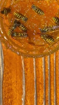 Multiple wasps crawl and feed on orange jam inside a small glass container placed on a wooden table. The insects gather to eat sweet fruit preserves during warm weather.