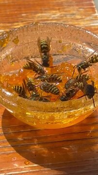 A swarm of European wasps (Vespula vulgaris) feeds together on sweet orange jam inside a small glass container on a wooden surface. The insects crawl over the sticky preserve to ingest sugar.