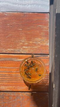 A swarm of European wasps (Vespula vulgaris) feeds together on sweet orange jam inside a small glass container on a wooden surface. The insects crawl over the sticky preserve to ingest sugar.