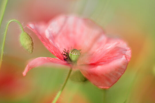 Pink corn poppy Papaver rhoeas seen in gentle macro profile.