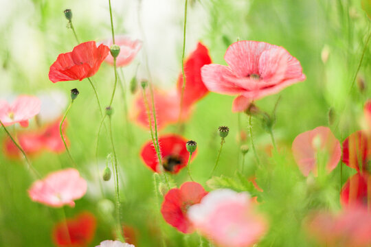 Dreamy red and pink common poppy Papaver rhoeas flowers in meadow.