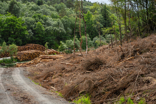 Stacked timber logs beside forest road after logging operation.