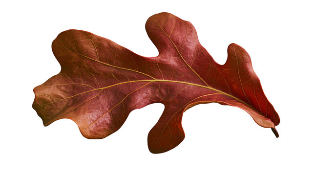Red oak leaf with prominent veins and lobed edges
