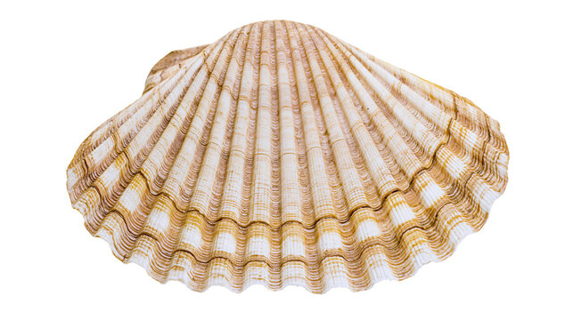 Scallop seashell with ribbed texture and brown stripes