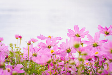 Fototapeta premium Beautiful pink cosmos flowers blooming in a vibrant garden field