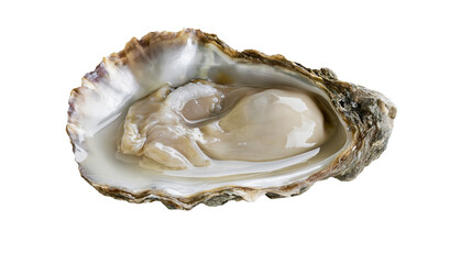 Fresh oyster in shell with liquor © Maria