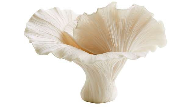 Creamy white oyster mushroom with delicate gills