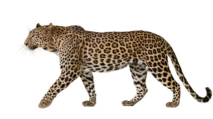 Fototapeta premium Leopard walking with spotted fur and long tail