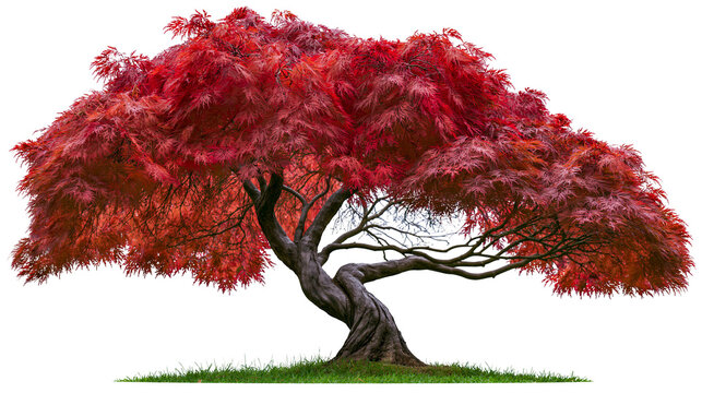 Twisted Japanese Maple tree with vibrant red leaves