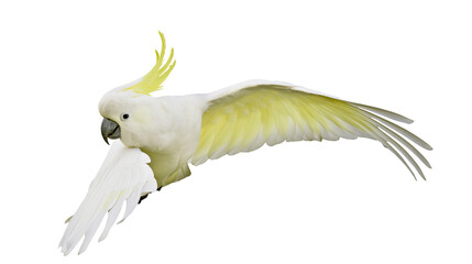 Sulphur-crested cockatoo flying with wings spread wide © Maria
