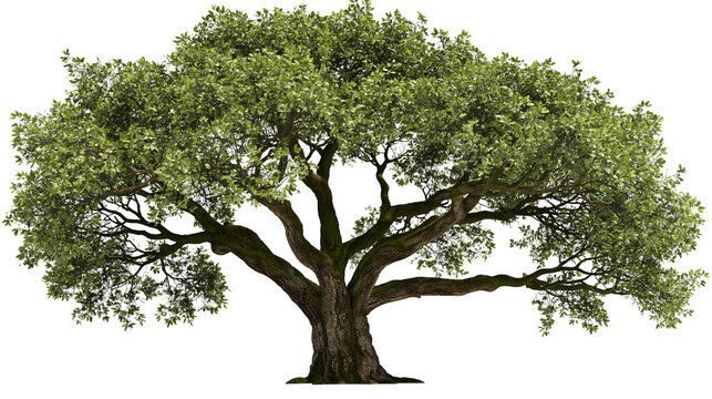 Large deciduous oak tree with dense green foliage and thick gnarled trunk