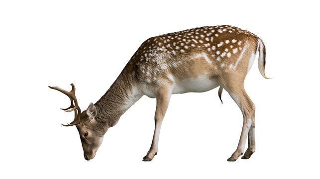 Fallow deer with white spots grazing