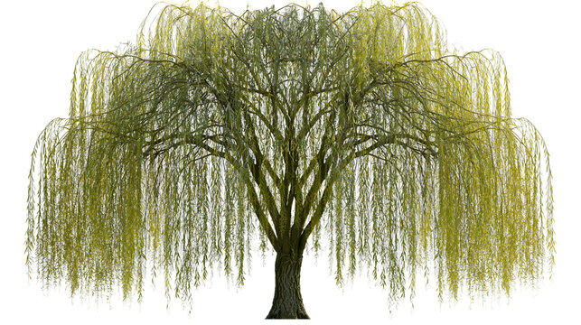 Weeping willow tree with cascading branches and green leaves