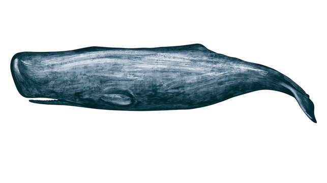 Sperm whale with textured dark blue skin and white brush strokes
