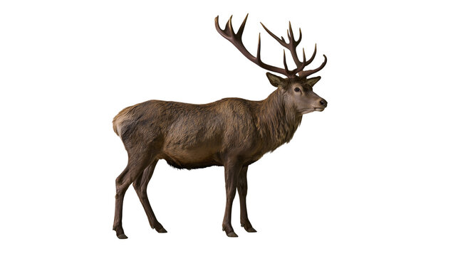 Majestic stag with large antlers standing profile view